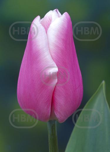 Single Late Jumbo Beauty