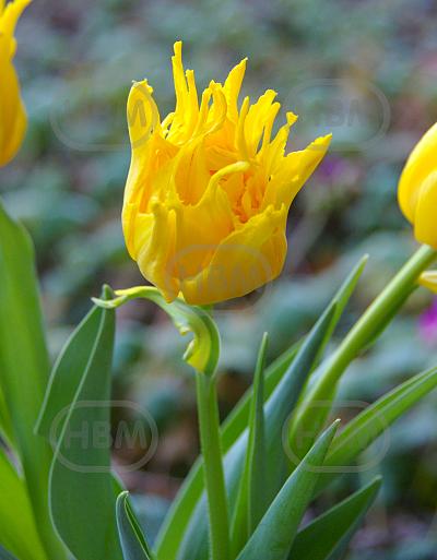 Lily Flowering Monte Spider