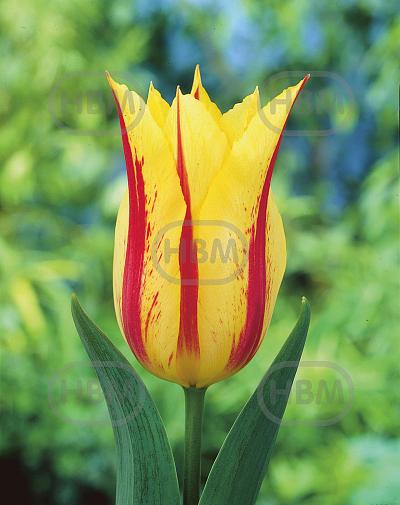 Lily Flowering Flaming Bayside