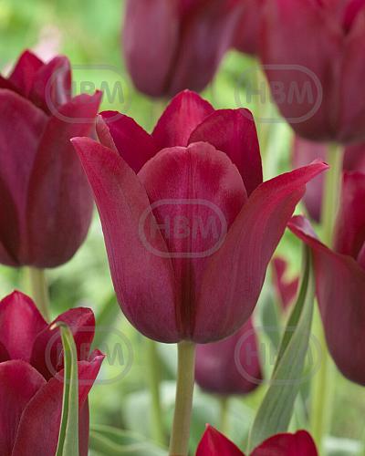 Lily Flowering Merlot