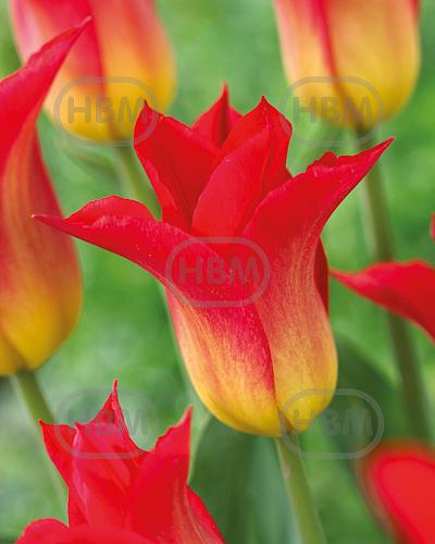 Lily Flowering Royal Gift
