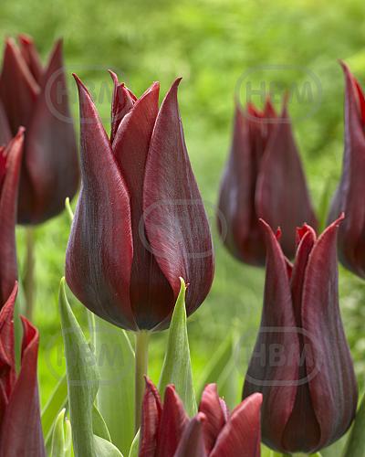 Lily Flowering Lasting Love