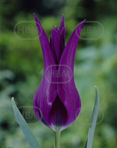 Lily Flowering Purple Dream