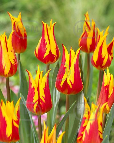 Lily Flowering Fire Wings