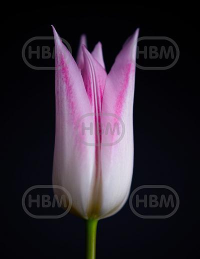 Lily Flowering Lilypure®