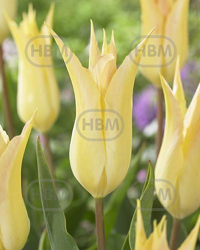 Lily Flowering Johan Cruijff