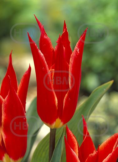 Lily Flowering Aladdin
