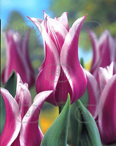 Lily Flowering Ballade