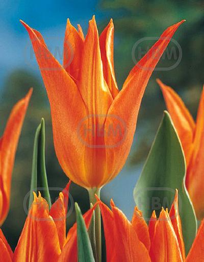 Lily Flowering Ballerina