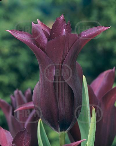 Lily Flowering Burgundy