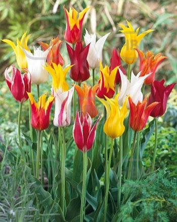 Lily Flowering Mixed