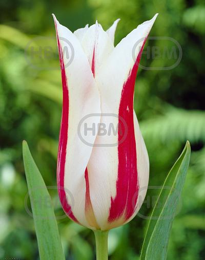 Lily Flowering Marilyn