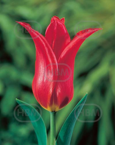Lily Flowering Red Shine
