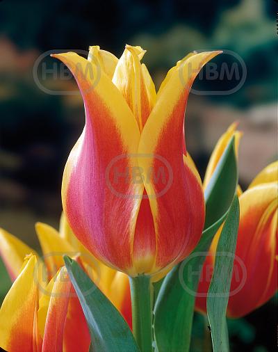 Lily Flowering Ballade Dream®