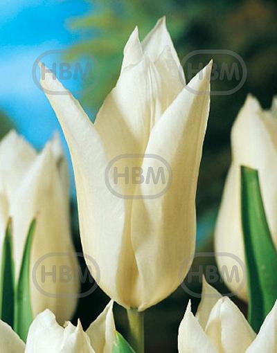 Lily Flowering White Triumphator