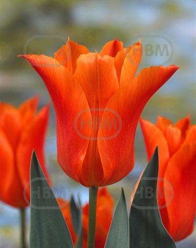 Lily Flowering Ballade Orange®