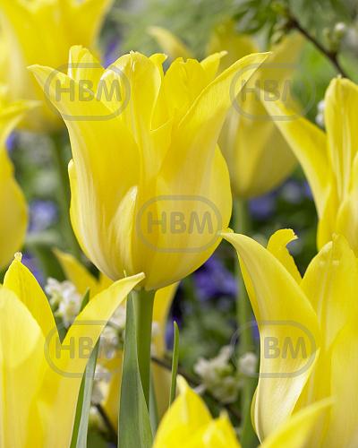 Lily Flowering Ballade Gold®