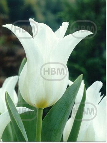 Lily Flowering Ballade White®