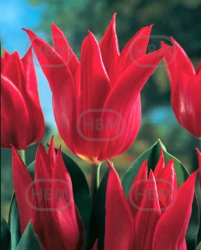 Lily Flowering Pieter De Leur