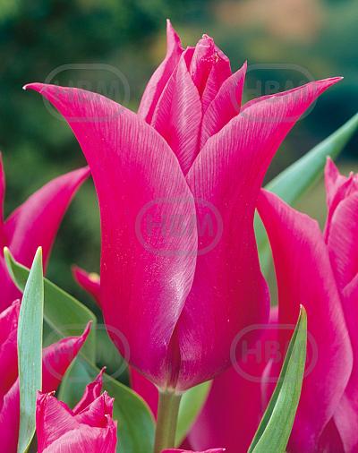 Lily Flowering Lilyrosa