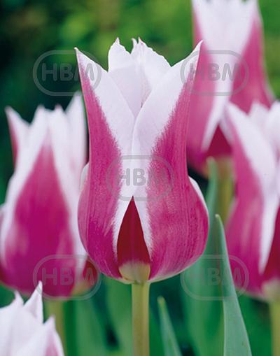 Lily Flowering Claudia