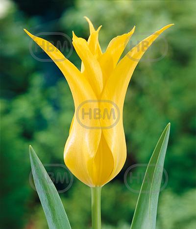 Lily Flowering Flashback
