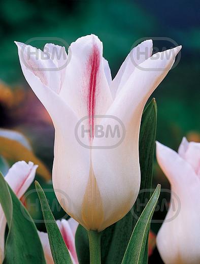 Lily Flowering Holland Chic®