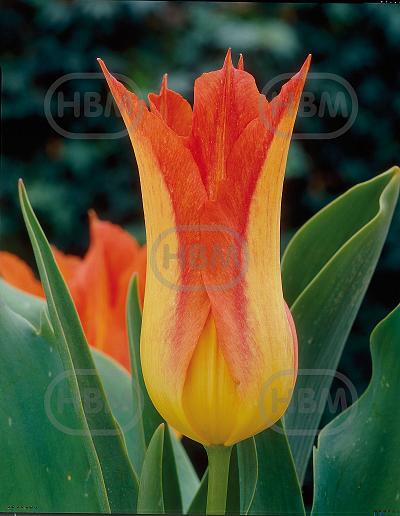 Lily Flowering Lilyfire