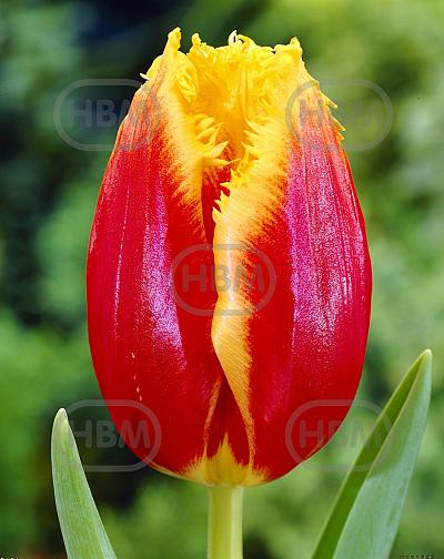 Fringed Tiano