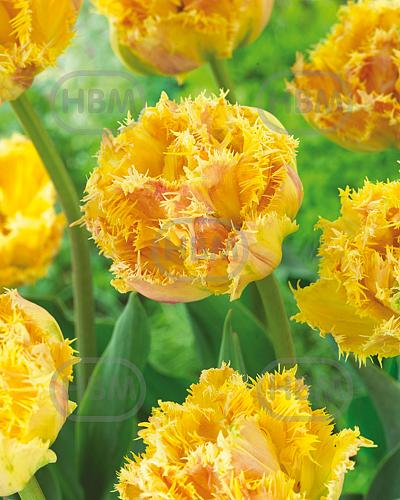 Fringed Esprit