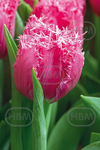Fringed Santander