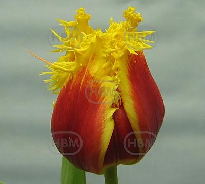 Fringed Crispy Artair