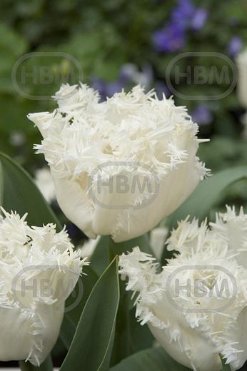 Fringed Snow Crystal