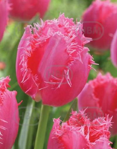 Fringed Cacharel