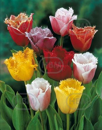Fringed Fringed Mixed