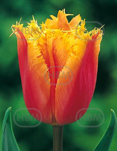Fringed Lambada