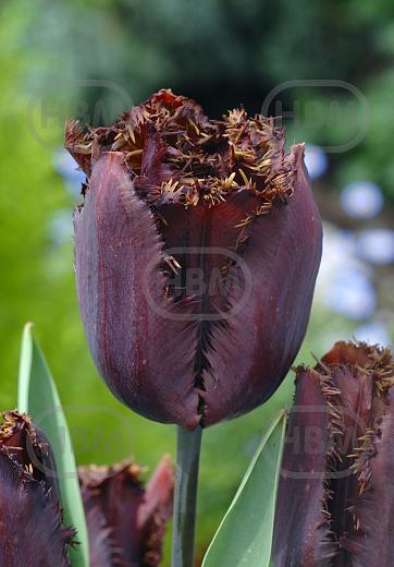 Fringed Black Jewel®