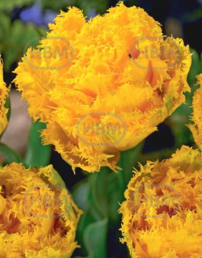 Fringed Mon Amour®