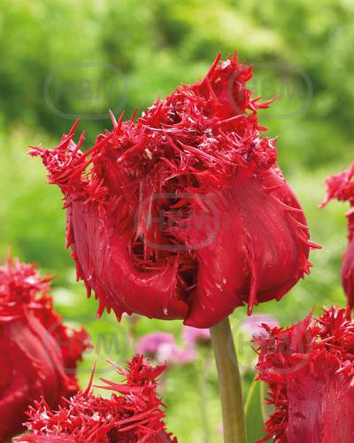 Fringed Barbados