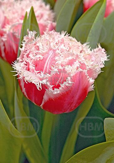 Fringed Queensland®