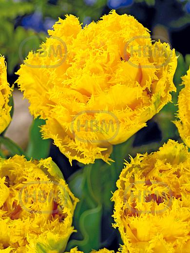 Fringed Exotic Sun