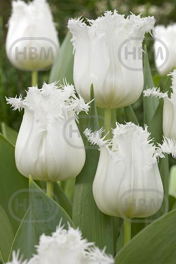 Fringed Honeymoon