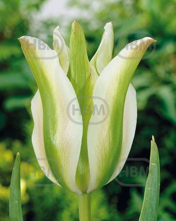 Viridiflora White Spring Green