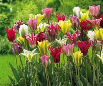 Viridiflora Mix