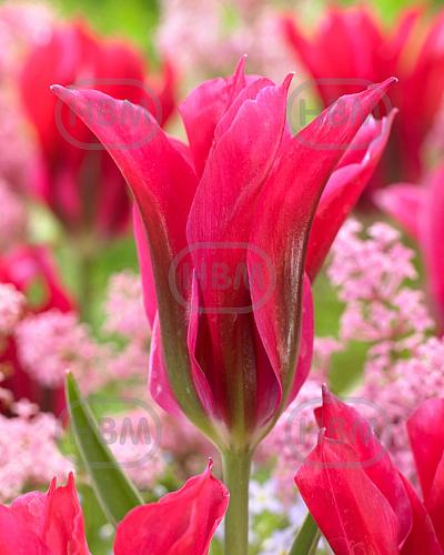 Viridiflora Doll's Minuet
