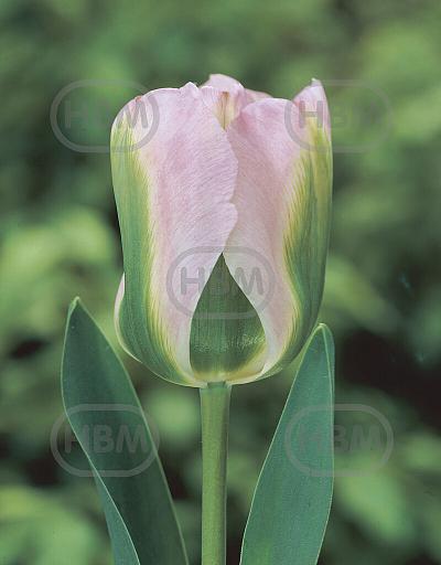 Viridiflora Greenland