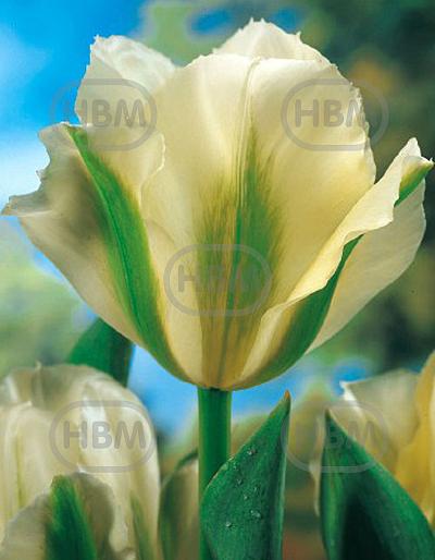 Viridiflora Spring Green