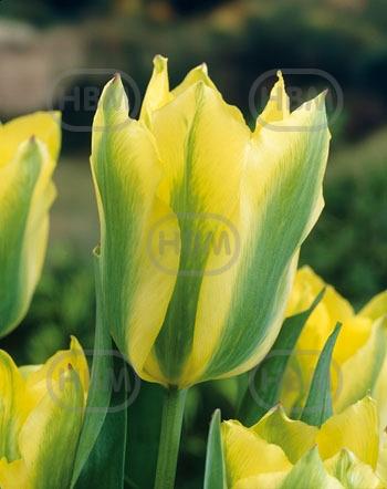Viridiflora Yellow Spring Green