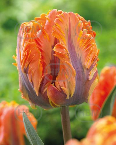 Parrot Orange Rococo