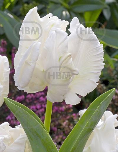 Parrot White Rebel